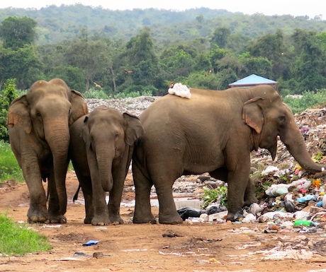 wild elephants foraging for food at the local rubbish dump