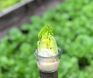 Soneva Fushi - Shades of Green Plant Based Canapes