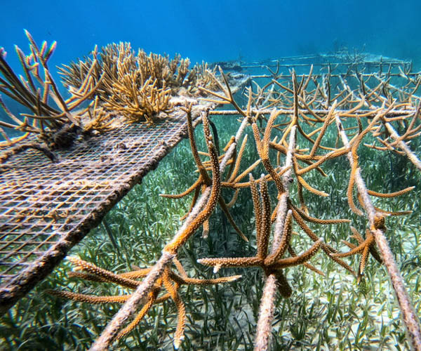 LUX South Ari coral restoration