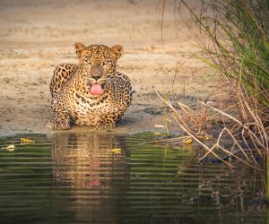 Leopard in Yala, Sri Lanka